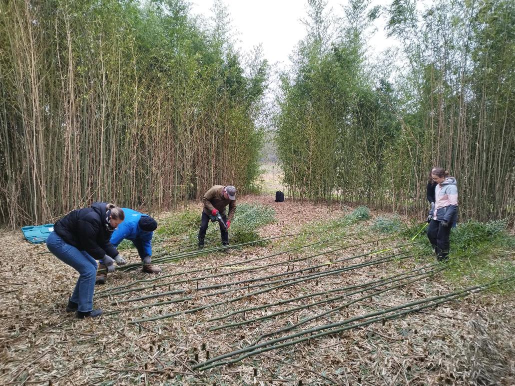 Nieuws - Bamboe in de bouw